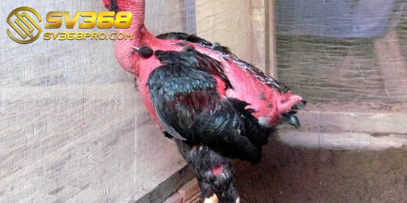 Chăm sóc gà chọi sau đá - Những điều sư kê cần biết 2 Kiểm tra bộ phận chân của kê chiến sau khi thi đấu