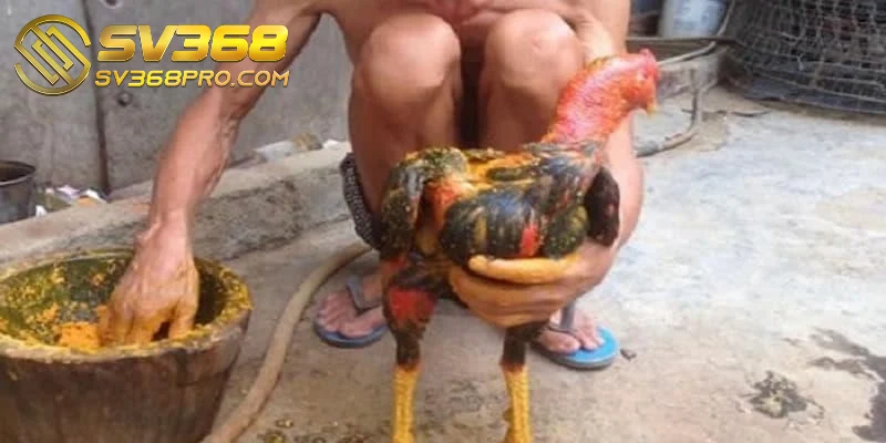 Chăm sóc gà chọi sau đá - Những điều sư kê cần biết 3 Chăm sóc gà chọi sau khi đá bằng om bóp hiệu quả