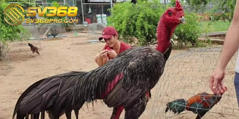 Chăm sóc gà chọi sau đá - Những điều sư kê cần biết 4 Thực đơn lý tưởng để chăm sóc gà chọi là thóc và các loại hạt