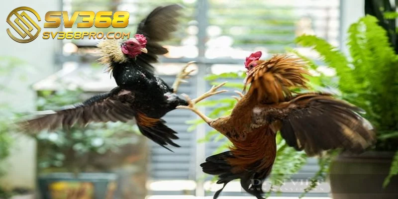 Đá gà SV368 - Khám phá trải nghiệm chất lượng tốt nhất 2 Hình thức chọi gà đòn thể hiện sức mạnh và tốc độ chiến kê