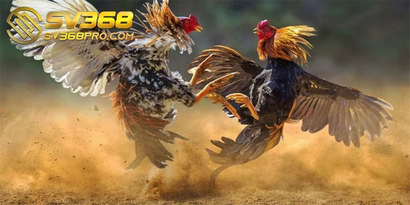 Đá gà SV368 - Khám phá trải nghiệm chất lượng tốt nhất 1 Đá gà SV368 được xem là một trong những trải nghiệm giải trí hàng đầu