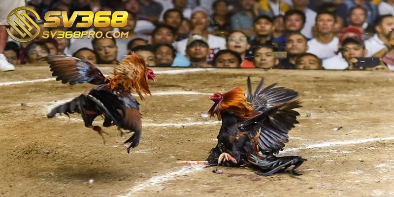 Đá gà SV368 - Khám phá trải nghiệm chất lượng tốt nhất 3 Người chơi có thể lựa chọn từ nhiều tỷ lệ cá cược chọi gà tại SV368