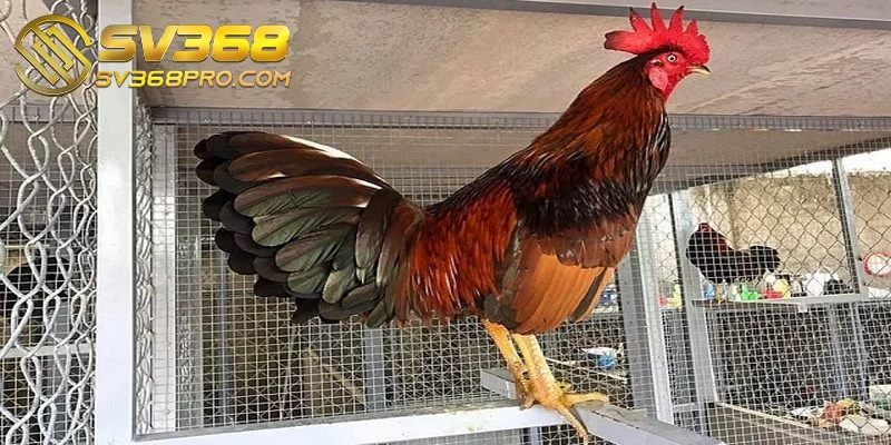 Nuôi gà đá cựa sắt - Bí quyết nuôi hiệu quả cho sư kê 1 Cách chọn giống nuôi gà đá chất lượng cho anh em sư kê
