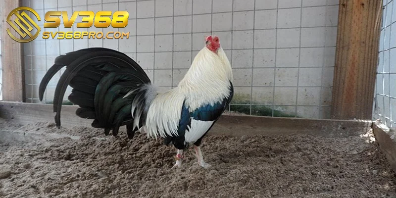 Nuôi gà đá cựa sắt - Bí quyết nuôi hiệu quả cho sư kê 3 Chế độ ăn uống ảnh hưởng trực tiếp đến sức khỏe chiến kê