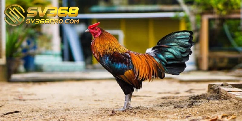 Nuôi gà đá cựa sắt - Bí quyết nuôi hiệu quả cho sư kê 2 Anh em sư kê chuẩn bị chuồng trại nuôi gà đá cựa sắt