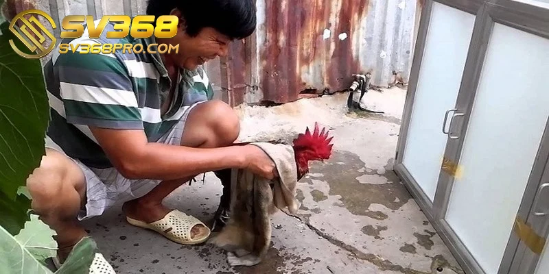 Nuôi gà đá cựa sắt - Bí quyết nuôi hiệu quả cho sư kê 4 Đánh giá chiến kê và điều chỉnh chế độ chăn nuôi