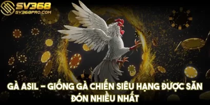 Gà Asil - Giống gà chiến siêu hạng được săn đón nhiều nhất