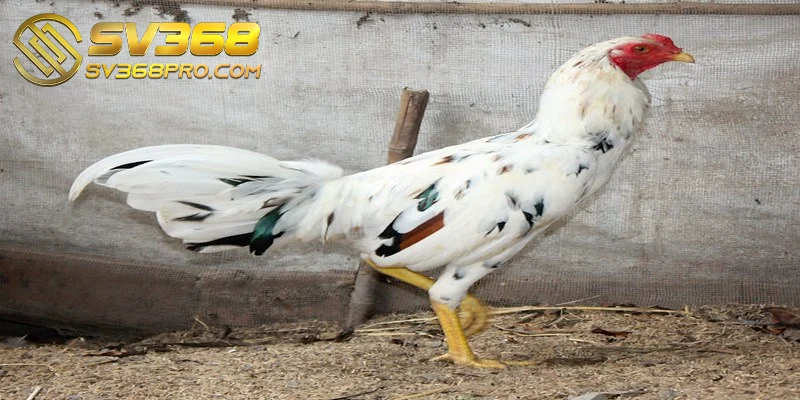 Gà Asil - Giống gà chiến siêu hạng được săn đón nhiều nhất 2 Asil đều là cái tên không thể thiếu trong bộ sưu tập giống gà đá