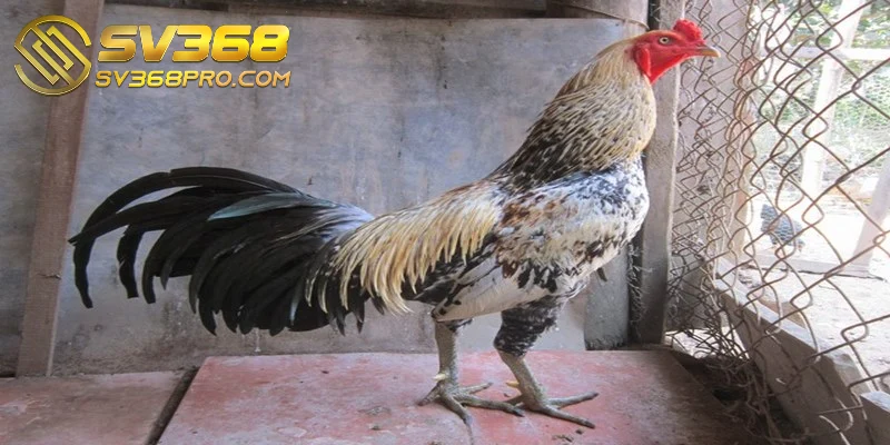 Gà Asil - Giống gà chiến siêu hạng được săn đón nhiều nhất 1 Giống gà Asil nổi tiếng bởi ngoại hình bắt mắt