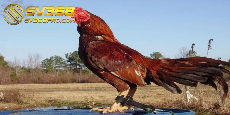 Gà Asil - Giống gà chiến siêu hạng được săn đón nhiều nhất 3 Asil Nam Ấn được sản xuất từ các vùng miền phía nam của Ấn Độ