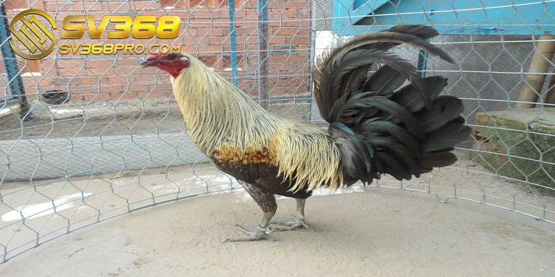 Gà Asil - Giống gà chiến siêu hạng được săn đón nhiều nhất 4 Gà tre Asil là một trong những giống gà sở hữu khả năng chiến đấu mạnh mẽ