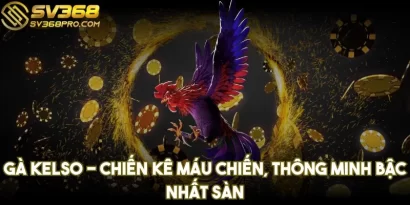 Gà Kelso - Chiến kê máu chiến, thông minh bậc nhất sàn