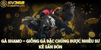 Gà Shamo - Giống gà đặc chủng được nhiều sư kê săn đón